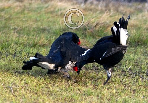 Pair Black Grouse Fighting DM1014